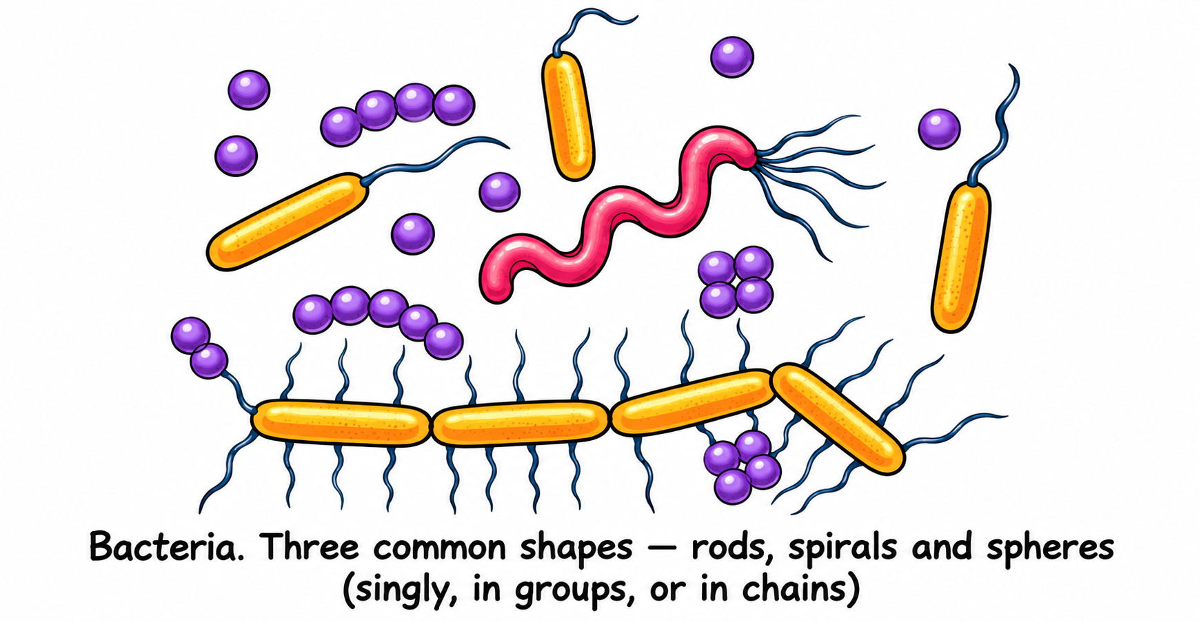 Fig. 8.3 — Bacteria Shapes